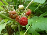 10. U ovim ličkim šumama maline tek sada zriju